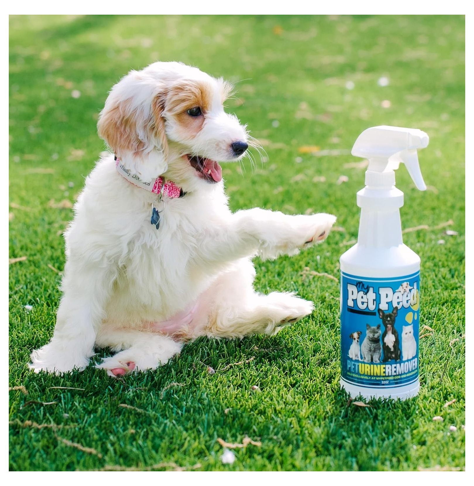 Pet Stain & Odor Remover Spray - 32oz - Pet Urine Eliminator for Dog & Cat - Safe for Pets & Plants - No Scrubbing - Powerful Enzymatic Formula