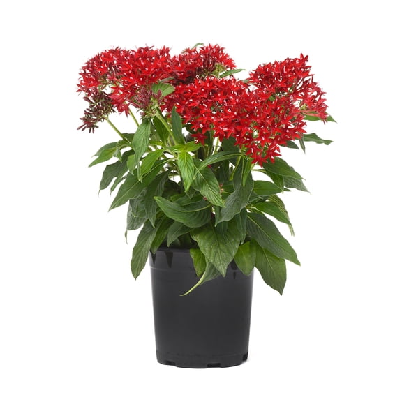Altman Plants Red Pentas | Easy Outdoor Flowering Plant | 2.5 qt. Grower Pot | Direct Sunlight