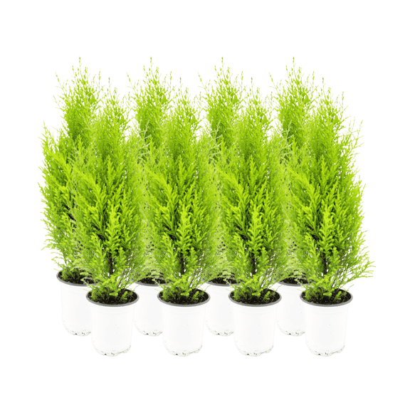 8-PK Live Dwarf Lemon Cypress, Cupressus macrocarpa ‘Goldcrest Wilma,’ Live Indoor Tree, Houseplant, Garden Plant, Fragrant Plant, 4.5-in Pots