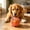 Orange, variant on Squeaky Play Ball With Elastic Rope,Interactive Dog Toys,Dog Toys To Keep Them Busy,Soft Stuffed Ball With Cotton Material And Bell Built-In,For Small To Large Dog