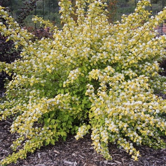 Direct Gardening Golden Ninebark Dormant Bare Root White Flowering Starter Shrub