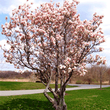 Jane Magnolia Tree (Best Magnolia Tree For Small Garden)