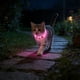 thumbnail image 5 of Collar De Plástico Collar LED recargable por USB para perro con luz intermitente, color rosa, para perros pequeños, medianos y grandes, con visibilidad nocturna (1 unidad) JASKFLY, 5 of 8