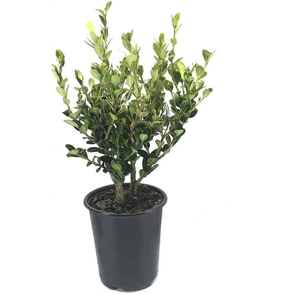 Winter Gem Boxwood  1 Live 4 Inch Pot  Buxus Microphylla Japonica  Fast Growing Cold Hardy Formal Evergreen Shrub