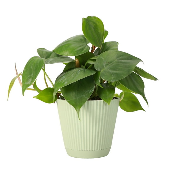 Live Heartleaf Philodendron Plant - Easy Care - 4" Decorative Pot Cover - Thorsen's Greenhouse