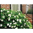 thumbnail image 4 of Everblooming Gardenia Jasminoides 'Veitchii' - 10 Live Plants - Beautiful Fragrant Blooming Shrub, 4 of 8