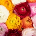 thumbnail image 4 of Assorted Colors Ranunuculus - Fresh Cut - 140 Stems, 4 of 8