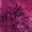 Berry Tie Dye Floral, variant on Women's Plus Size Angelina Crinkle Crepe Y-Neck Short Sleeve Tunic