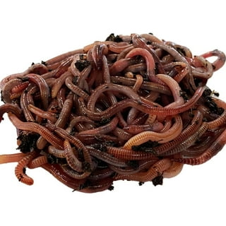 Worms Nightcrawlers