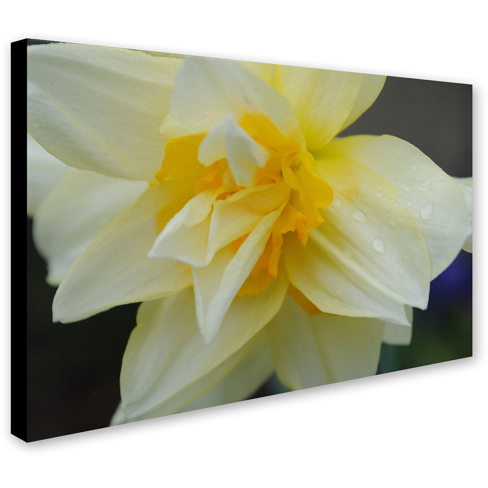 Trademark Fine Art "Sparkling Truth" Canvas Art by Monica Fleet
