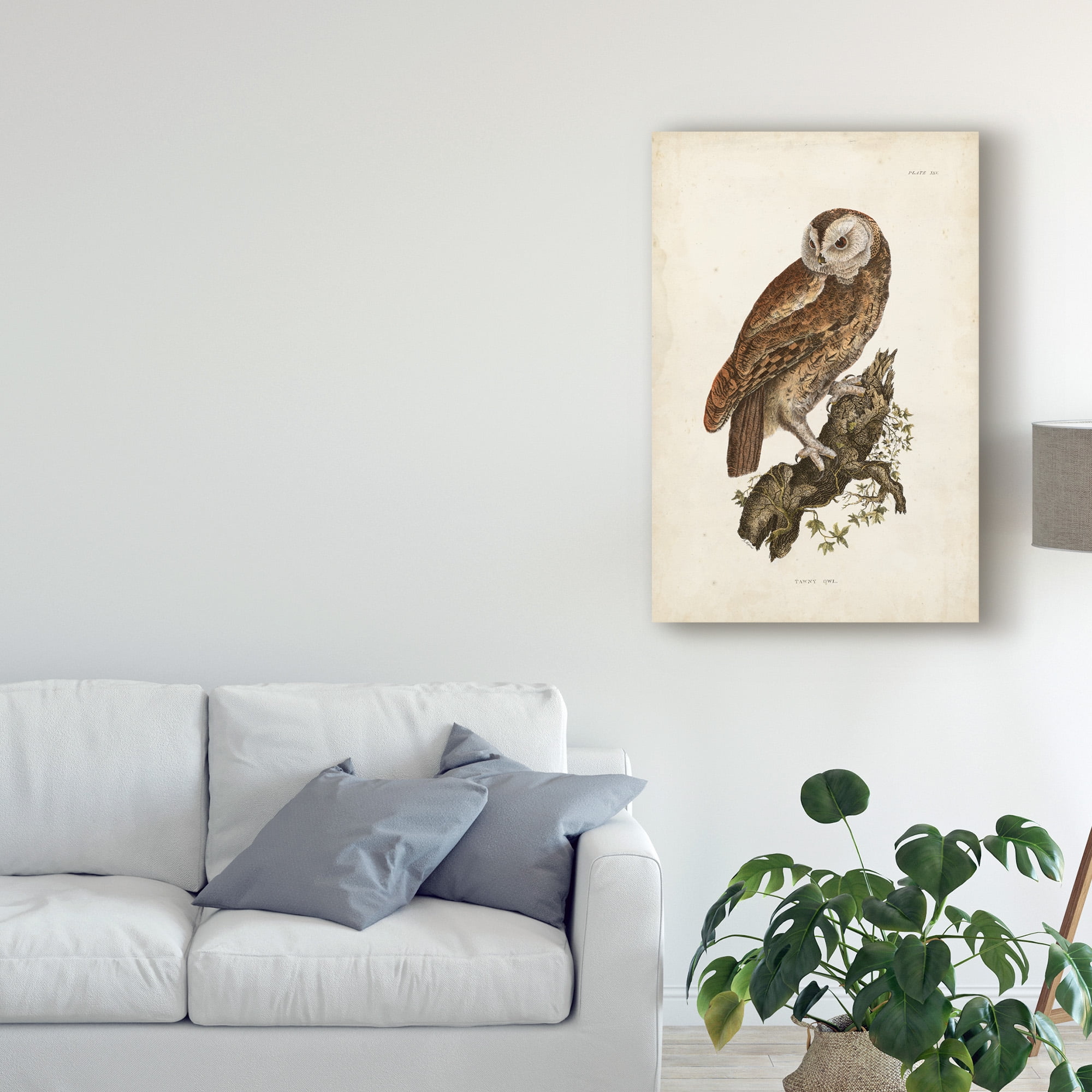 Trademark Fine Art 'Tawny Owl Brown' Canvas Art by John Selby