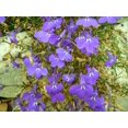 thumbnail image 5 of 200 LILAC Purple LOBELIA REGATTA Lobelia Erinus Flower Seeds, 5 of 5