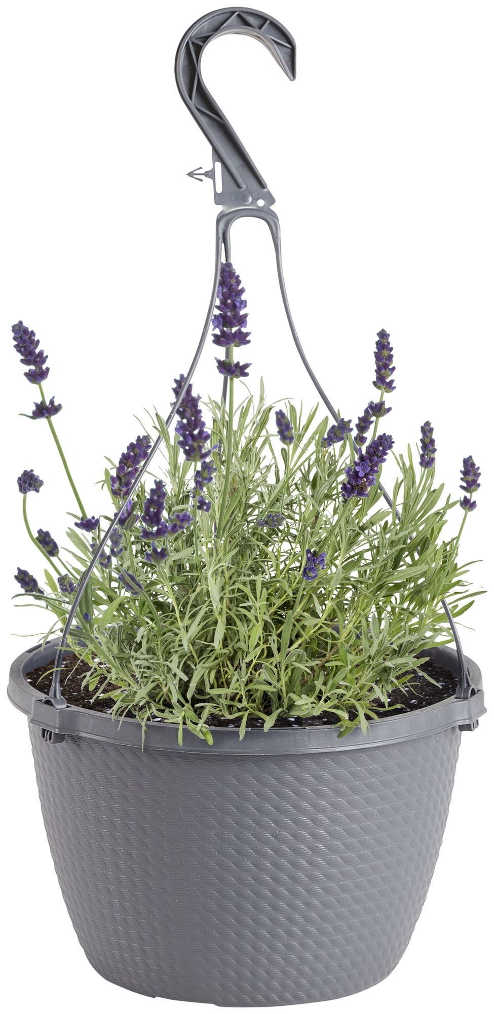 Bonnie Plants Lavender, Live Plants, Garden Plants, 10 in