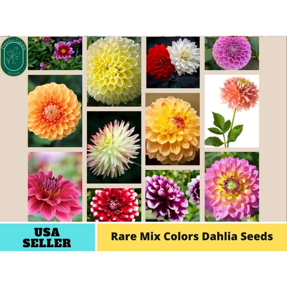 40  Seeds| Mix Color Rare Dahlia Perennial Seeds - Authentic Seeds - Perennial~ GMO Free ~~Flower seeds ~ Asian Garden~ Herbs B5G1 #D027