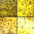 thumbnail image 4 of Sticky Fruit Fly Traps for Indoor and Outdoor, 10-Pack Double-Sided Yellow Glue Traps for Gnats, Whiteflies, Aphids, and Leaf Miners, Non-Toxic Insect Catcher for Houseplants, Garden, and Greenhouse, 4 of 7