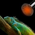 thumbnail image 3 of Bombilla de cerámica para lámpara de calor, emisor de calor infrarrojo para reptiles, bombillas para calentador de mascotas, criador, gallinero, lagarto, dragón barbudo, tortuga, serpiente, acuario, sin luz emitida, sin daños MFZFUKR 220867-3, 3 of 8