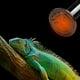 thumbnail image 3 of Bombilla de calor de cerámica, emisor de calor infrarrojo para reptiles, lámparas calefactoras, bombillas para criaderos de mascotas, gallineros, lagartos, dragones barbudos, tortugas y, 3 of 8