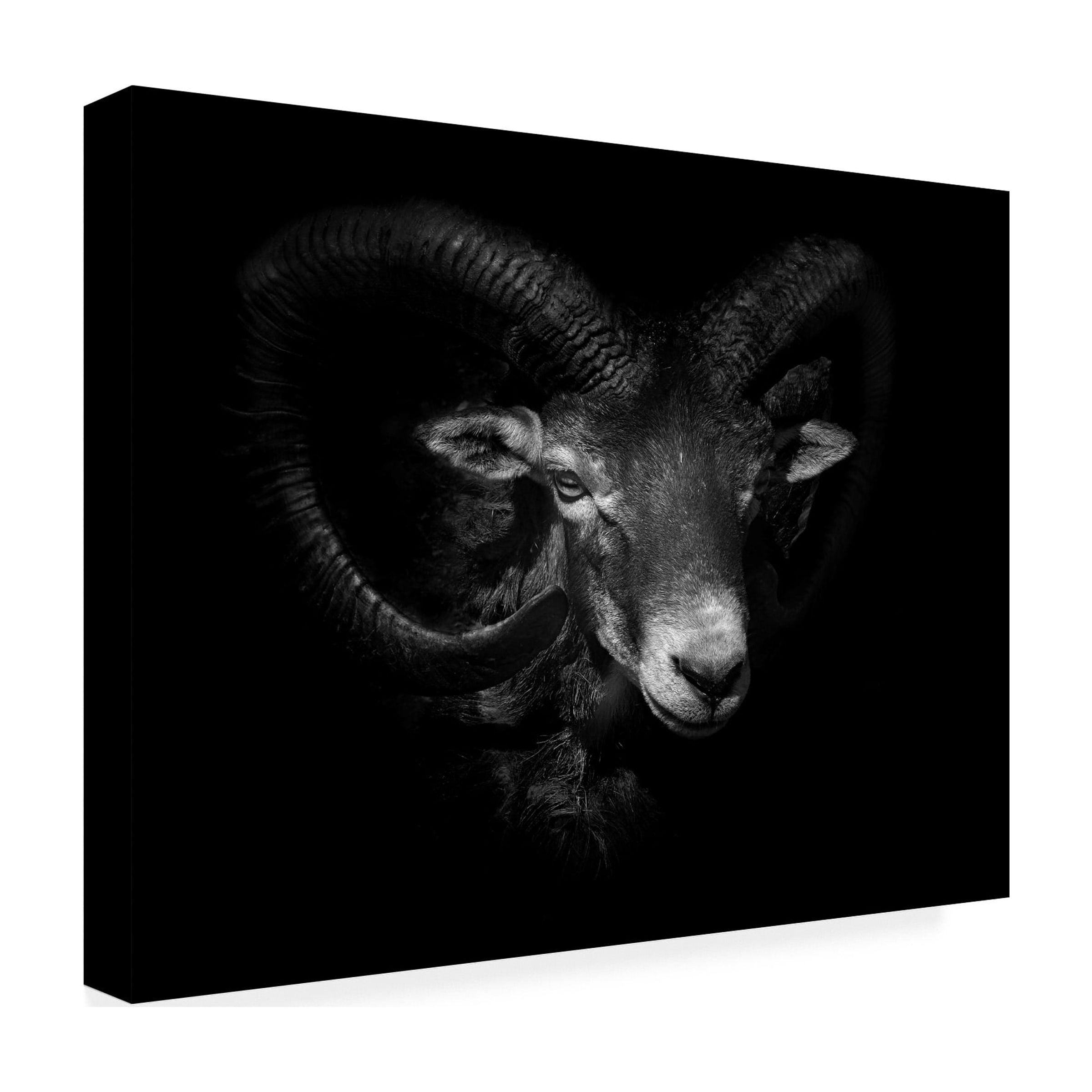 Ferdinando Valverde 'Between Horns' Canvas Art