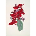 thumbnail image 3 of Georgia o-Keeffe 18x24 Black Modern Framed Museum Art Print Titled - Red&nbsp;Canna (1915), 3 of 5
