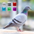 thumbnail image 2 of 2025 Reusable Pigeon Leg Rings - High-Quality Plastic & Aluminum, Laser-Etched Numbers, Bright Colors for Easy Identification, 100PCS for Global Use (USA, Belgium, Taiwan, Hong Kong), 2 of 6