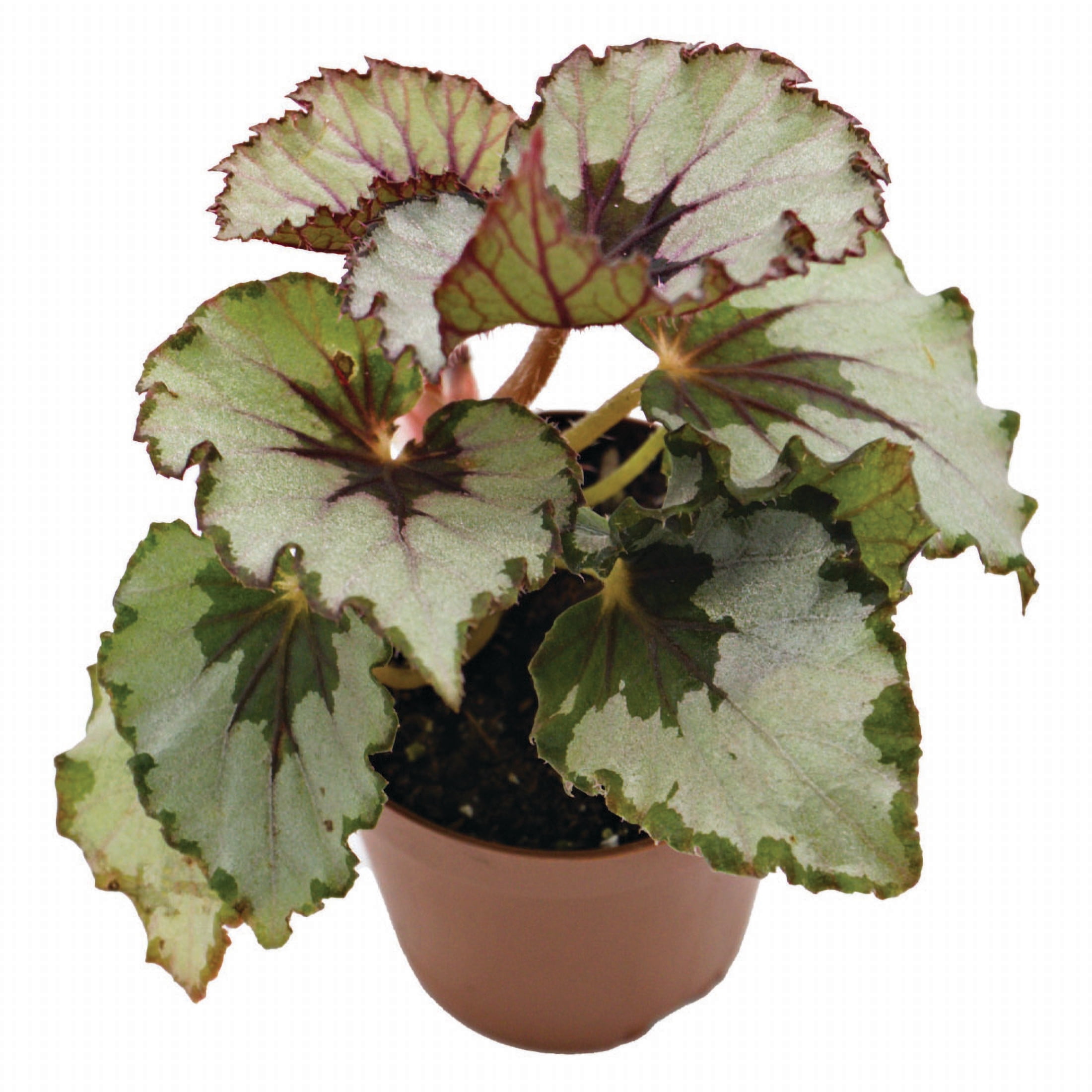 ReptiCulture Assorted Begonia Tropical 2" Pot 3 pk