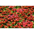thumbnail image 2 of 100 RED ENGLISH DAISY Bellis Perennis Double Flower Seeds, 2 of 8