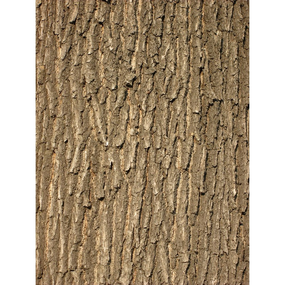 Oak Bark Pattern Bark Structure Tree Bark12 Inch By 18 Inch Laminated