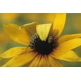 thumbnail image 2 of Rotenberg, Nancy 14x11 White Modern Wood Framed Museum Art Print Titled - USA, Pennsylvania Monarch caterpillar on daisy, 2 of 4