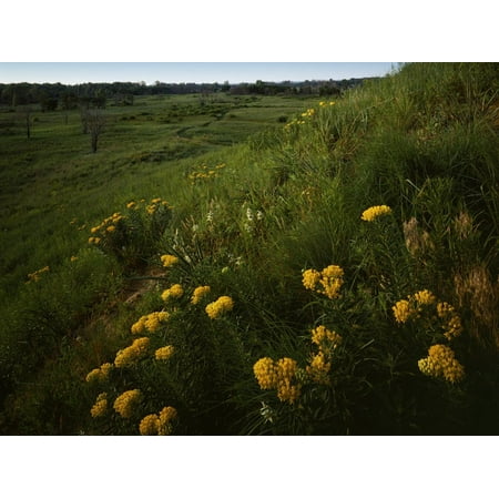 Butterfly Weed, Sand Hills State Park, Kansas, USA Print Wall Art By Charles