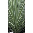 thumbnail image 3 of Perry, Rachel 9x14 Black Modern Framed Museum Art Print Titled - Cactus Celery, 3 of 5