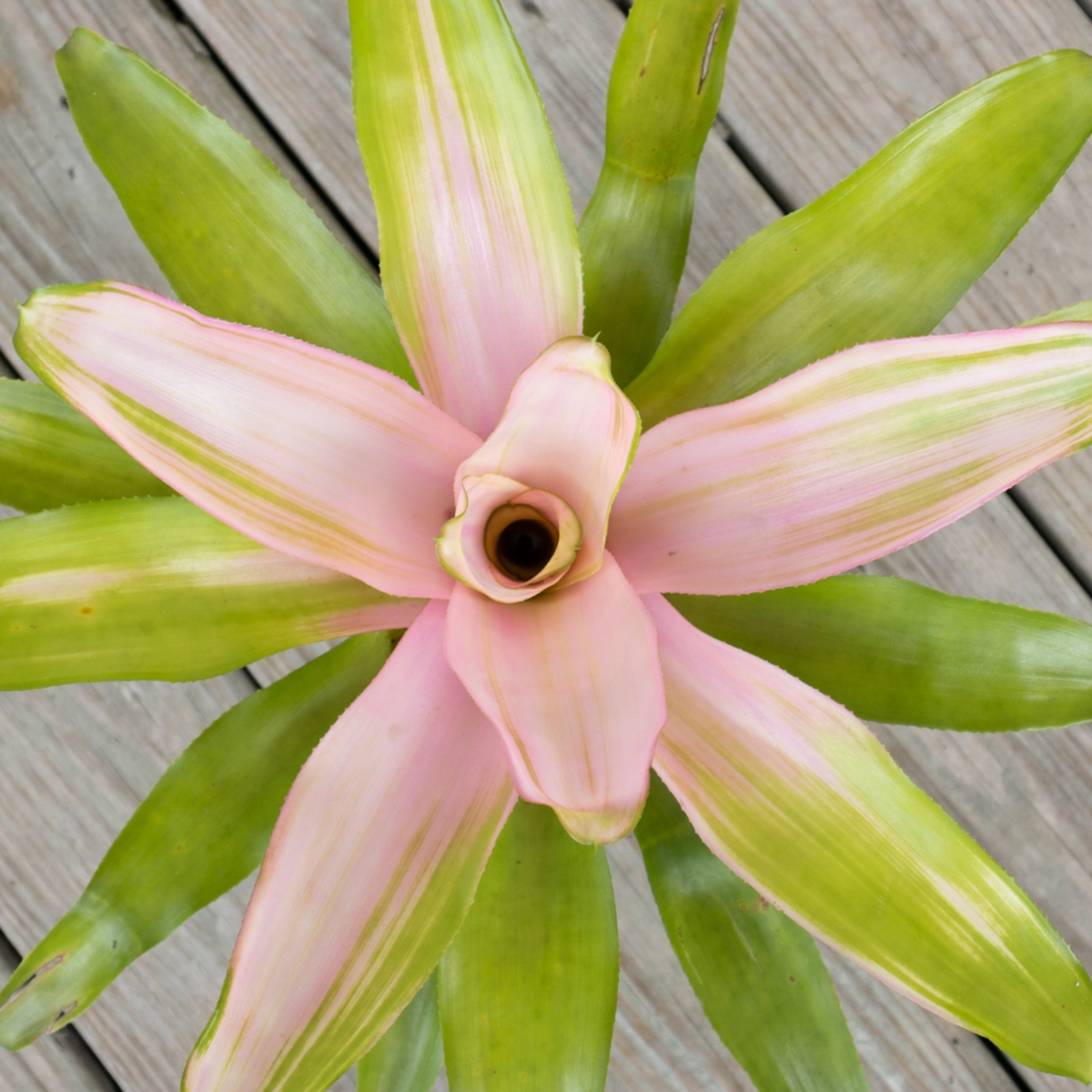 United Nursery Live Bromeliad Pink Cotton Candy Plant 12-16 inches Tall in 6-inch Grower Pot