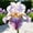 E, variant on Garden Iris for Yard Borders, Landscaping & Containers-Easy Grow-Low Effort-Ideal for Plant Pots & Planters
