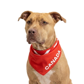 One Paw, lot de 2 bandanas de football pour animaux de compagnie, équipe du Canada, légers, pour chiens et chats