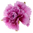 thumbnail image 2 of 50cm grandes flores de peonía artificial simulación flores boda decoración de fondo de pared Púrpura Soledad Flor artificial de Penoy, 2 of 8