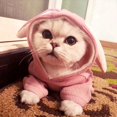 thumbnail image 4 of Cat Pet Cat Small Dog Costumes  Ear Shape Clothes Keep Warm Hooded Design For Autumn And Winter, 4 of 8