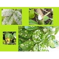 thumbnail image 3 of Insecticida Y Fungicida Para Jardín Vita 600Ml Vita Fungicida, 3 of 3