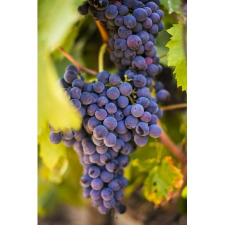 Grapes Ripening in the Sun at a Vineyard in the Alto Douro Region, Portugal, Europe Print Wall Art By Alex