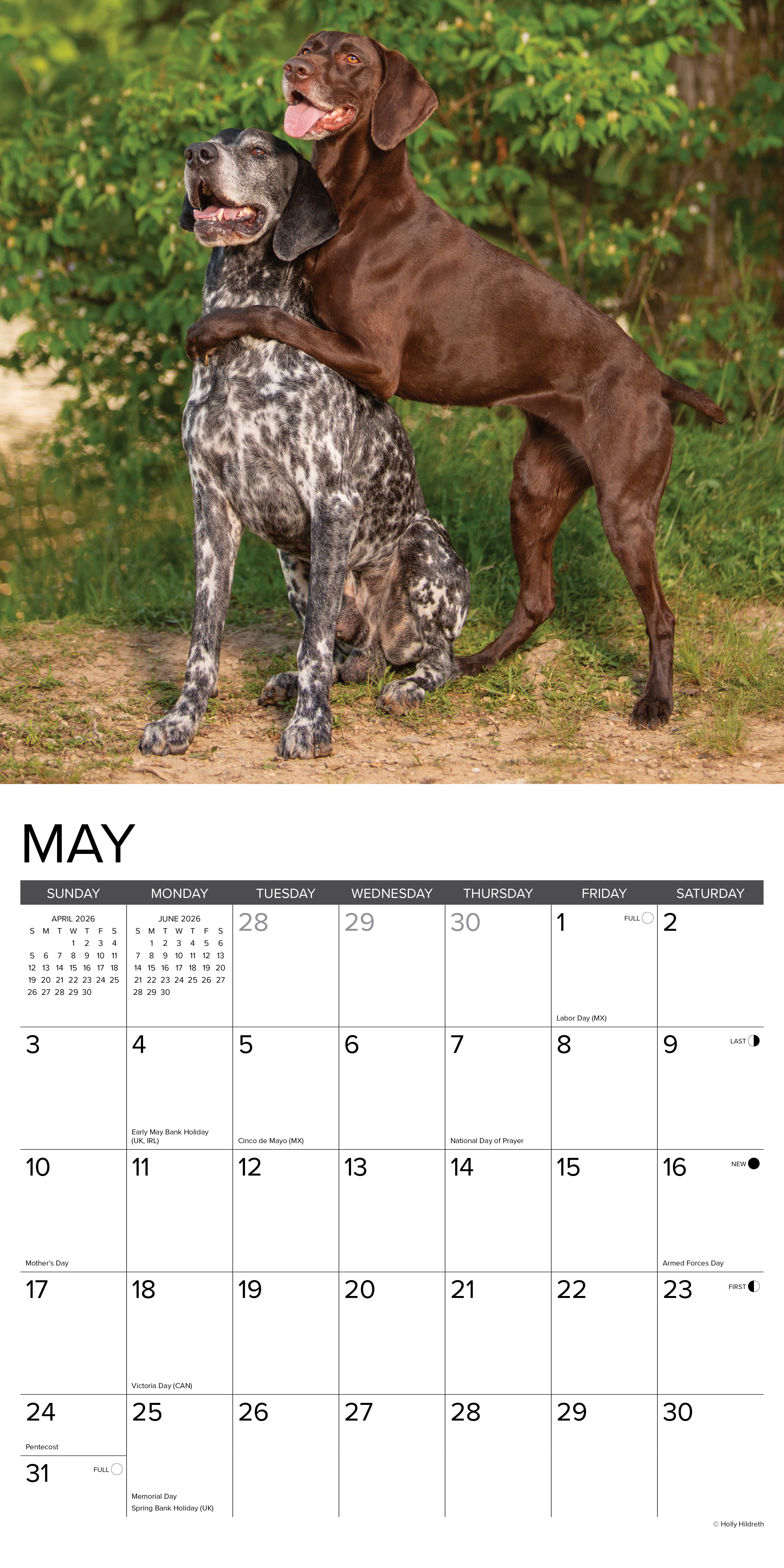 German Shorthair Pointers 2026 Wall Calendar, (Paperback)
