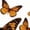 White-2, variant on Giffimy Women's Sunflower with Monarch Butterflies Graphic Short Sleeve T-Shirt Casual Cotton Crewneck Top