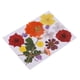 thumbnail image 2 of Flores secas prensadas reales Soledad para decoración de álbum de recortes manualidades, 2 of 10