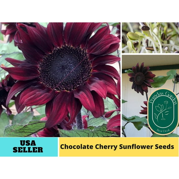 25  Seeds| Chocolate Sunflowers Seeds - Authentic Seeds - Perennial~ GMO Free ~~Flower seeds ~ Asian Garden~ B5G1#E019