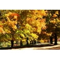 thumbnail image 2 of Hausenflock, Alan 24x17 Gold Ornate Wood Framed with Double Matting Museum Art Print Titled - Sugar Maples I, 2 of 4