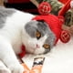 thumbnail image 3 of Adorable gorro para mascotas para gatos y perros: gorro con babero tradicional para divertirse en el aseo y para sesiones fotográficas. Amuleto chino de la suerte para gatos, 3 of 8