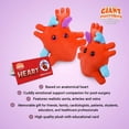 thumbnail image 3 of Órgano de corazón de felpa con diseño anatómico de microbios gigantes, 6 cm, 3 of 9
