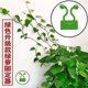 thumbnail image 5 of Labymos Verde rábano vid planta verde que, 5 of 6