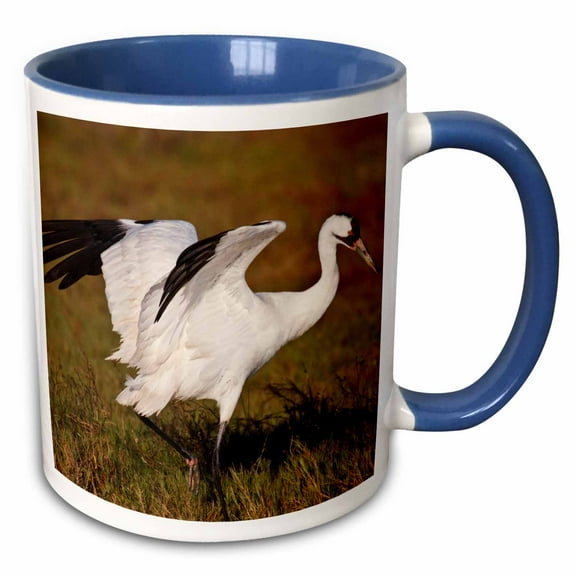 3drose, Whooping Crane Bird, Aransas Refuge, Texas, Usa - Us44 Ldi0620 - Larry Ditto, 11oz Two-tone Blue Mug