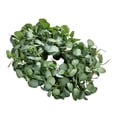 thumbnail image 7 of Artificial Eucalyptus Wreath 26 Inch - Greenery Front Door Wreath for Home Decor - Year Round Floral Wreath with Realistic Silk Leaves, 7 of 7