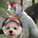 thumbnail image 2 of Sombrero de béisbol para perros Sunnimix Rainbow Colors con agujeros para oídos S, 2 of 8
