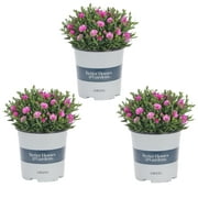 Better Homes & Gardens 2.5QT Pink Dianthus Live Plants (3 Pack) with Grower Pots