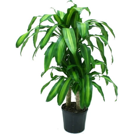 Delray Plants  Mass Cane Dracaena fragrans Corn Plant  